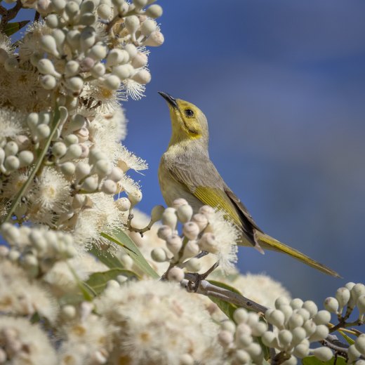 Apparent Winter Honeyeater