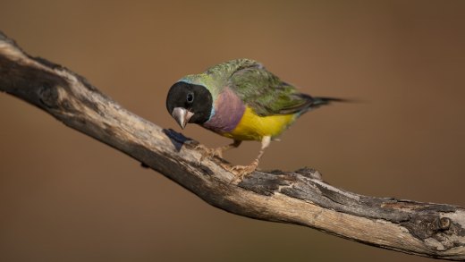 Untitled wildlife artwork