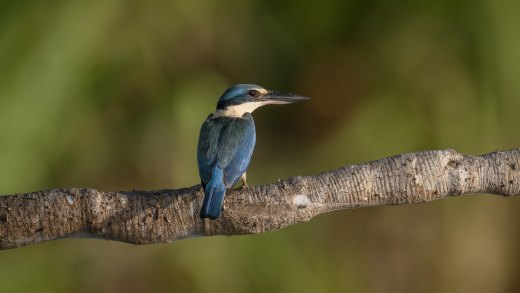 Untitled wildlife artwork