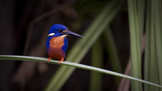 Untitled wildlife artwork