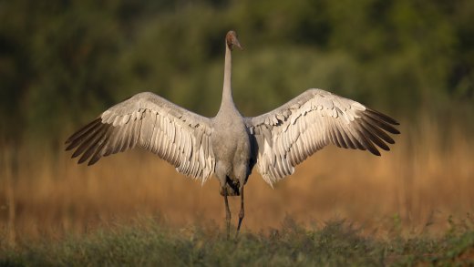 Untitled wildlife artwork