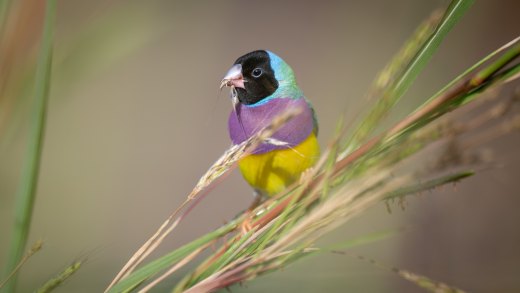 Untitled wildlife artwork
