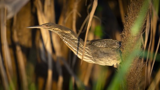 Untitled wildlife artwork