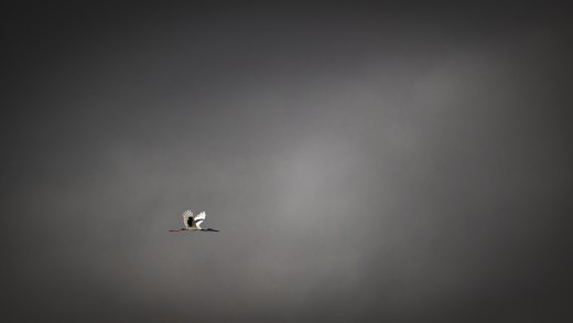 Untitled wildlife artwork