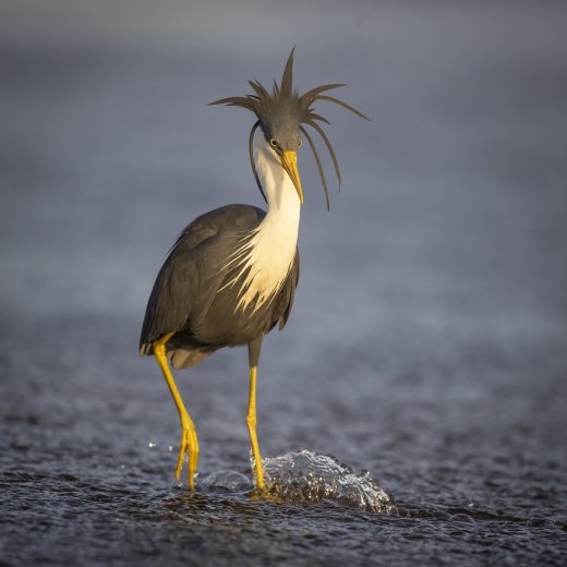 Untitled wildlife artwork