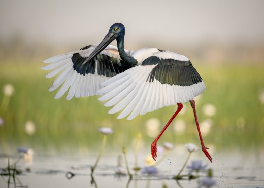 Untitled wildlife artwork