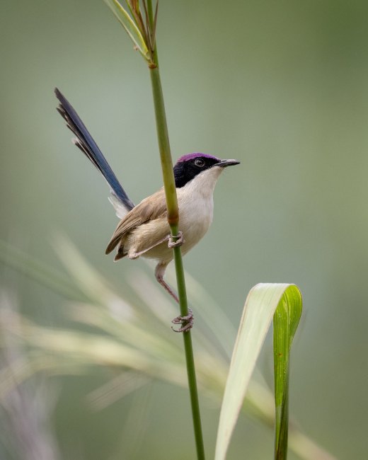 Untitled wildlife artwork