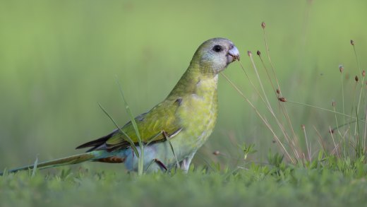 Untitled wildlife artwork