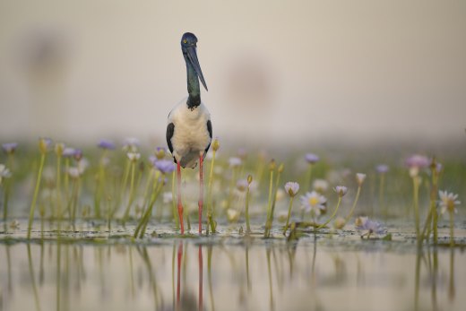 Untitled wildlife artwork