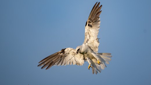 Untitled wildlife artwork