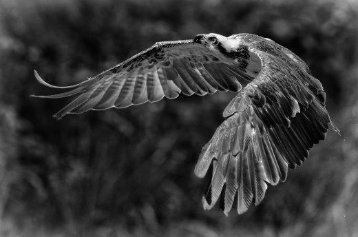 Osprey taking off