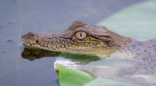 Untitled wildlife artwork
