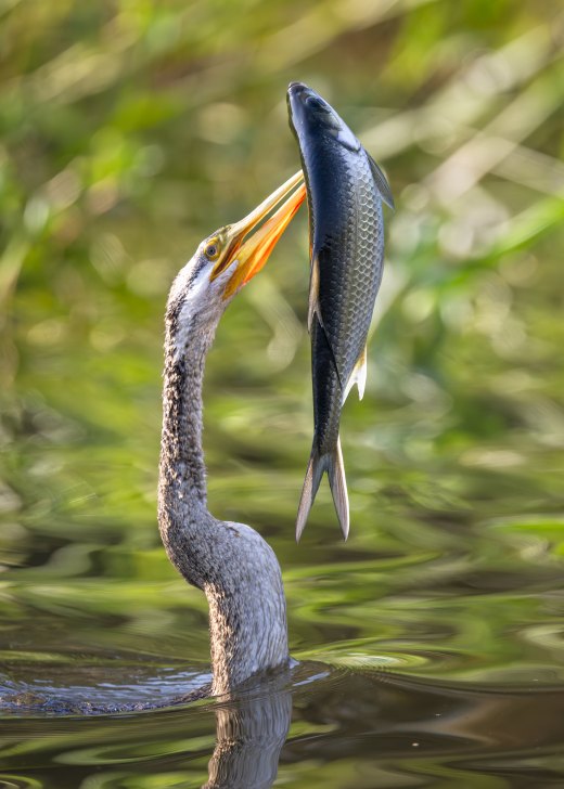 Untitled wildlife artwork