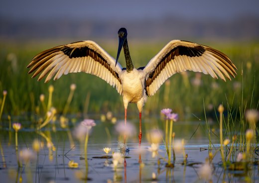 Untitled wildlife artwork