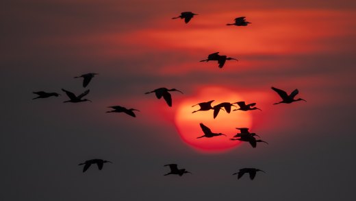 Untitled wildlife artwork