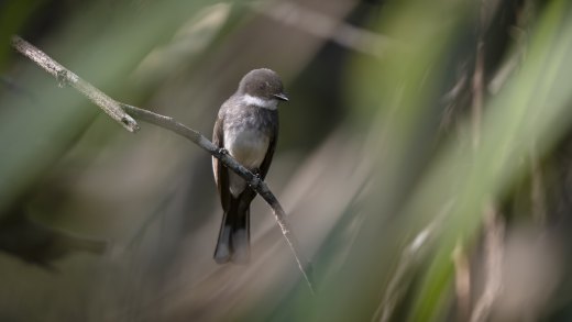 Untitled wildlife artwork