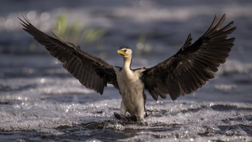 Untitled wildlife artwork