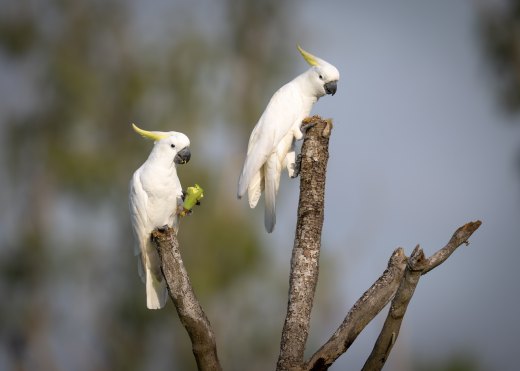 Untitled wildlife artwork
