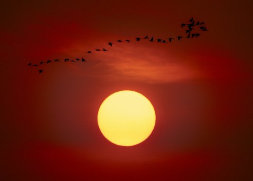 Untitled wildlife artwork