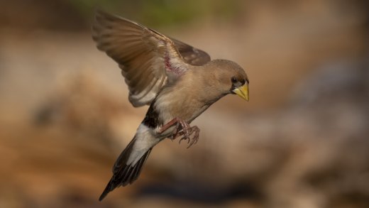 Untitled wildlife artwork