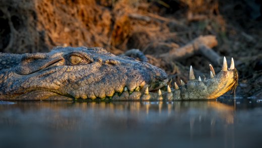 Untitled wildlife artwork