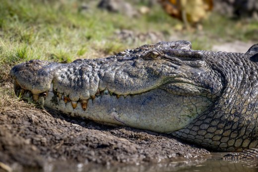 Untitled wildlife artwork