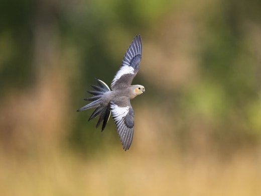 Untitled wildlife artwork
