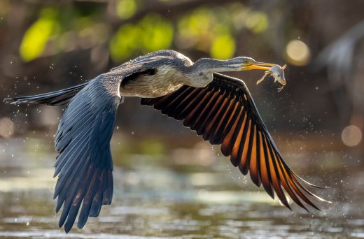 Darting away with its catch