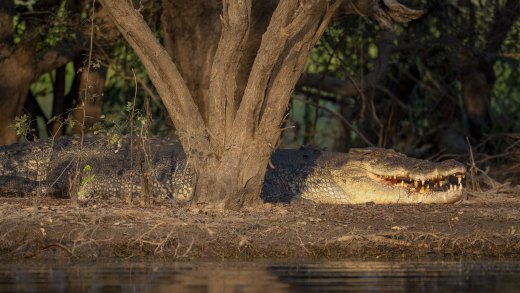 Untitled wildlife artwork