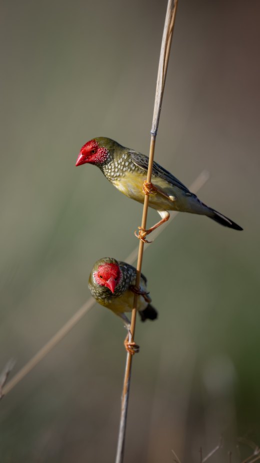Untitled wildlife artwork