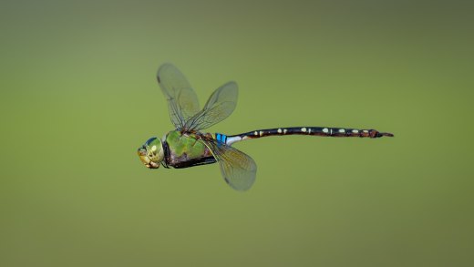 Untitled wildlife artwork
