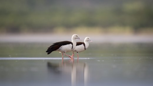 Untitled wildlife artwork