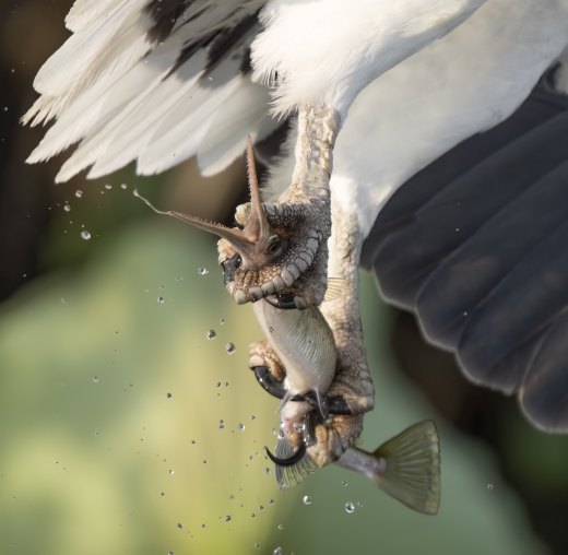 Untitled wildlife artwork
