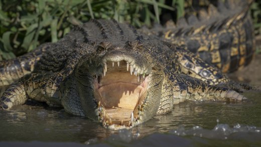 Untitled wildlife artwork