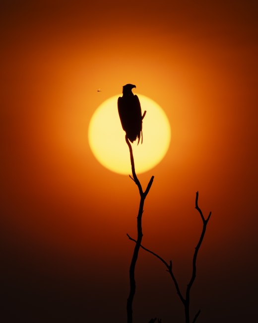 Sea Eagle silhouette