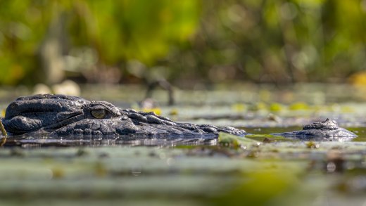 Untitled wildlife artwork