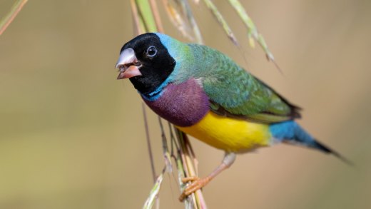 Untitled wildlife artwork
