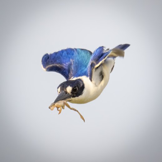Untitled wildlife artwork
