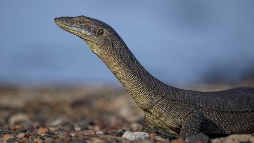 Merten's Water Monitor