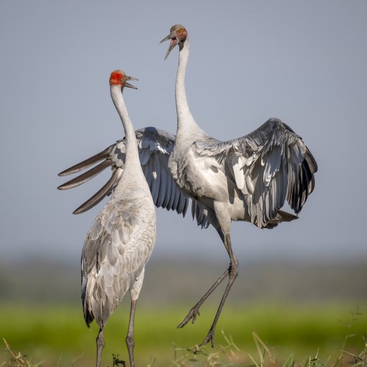 Untitled wildlife artwork
