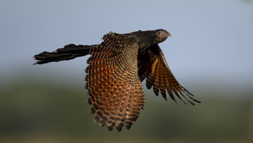 Untitled wildlife artwork