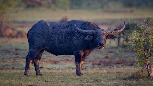Untitled wildlife artwork