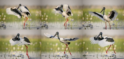 Untitled wildlife artwork