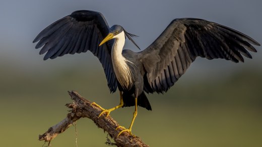 Untitled wildlife artwork