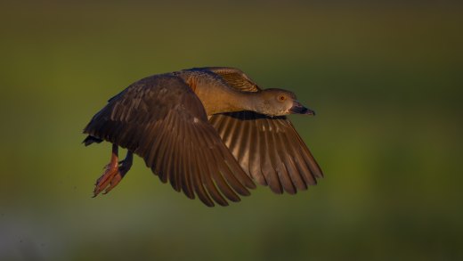 Untitled wildlife artwork
