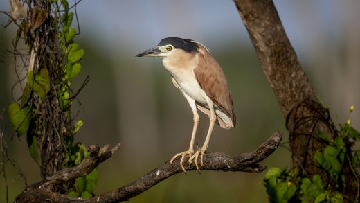 Untitled wildlife artwork