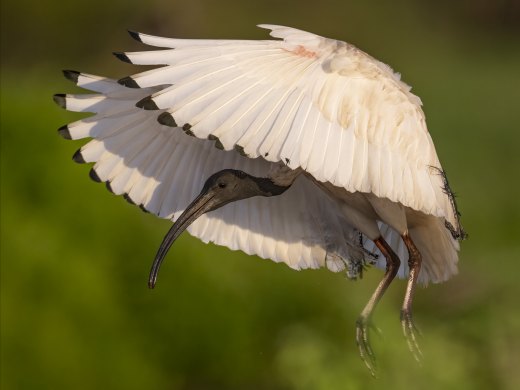 Untitled wildlife artwork