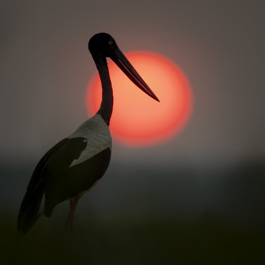 Smoky Dusk