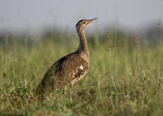 Untitled wildlife artwork