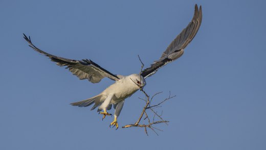 Untitled wildlife artwork